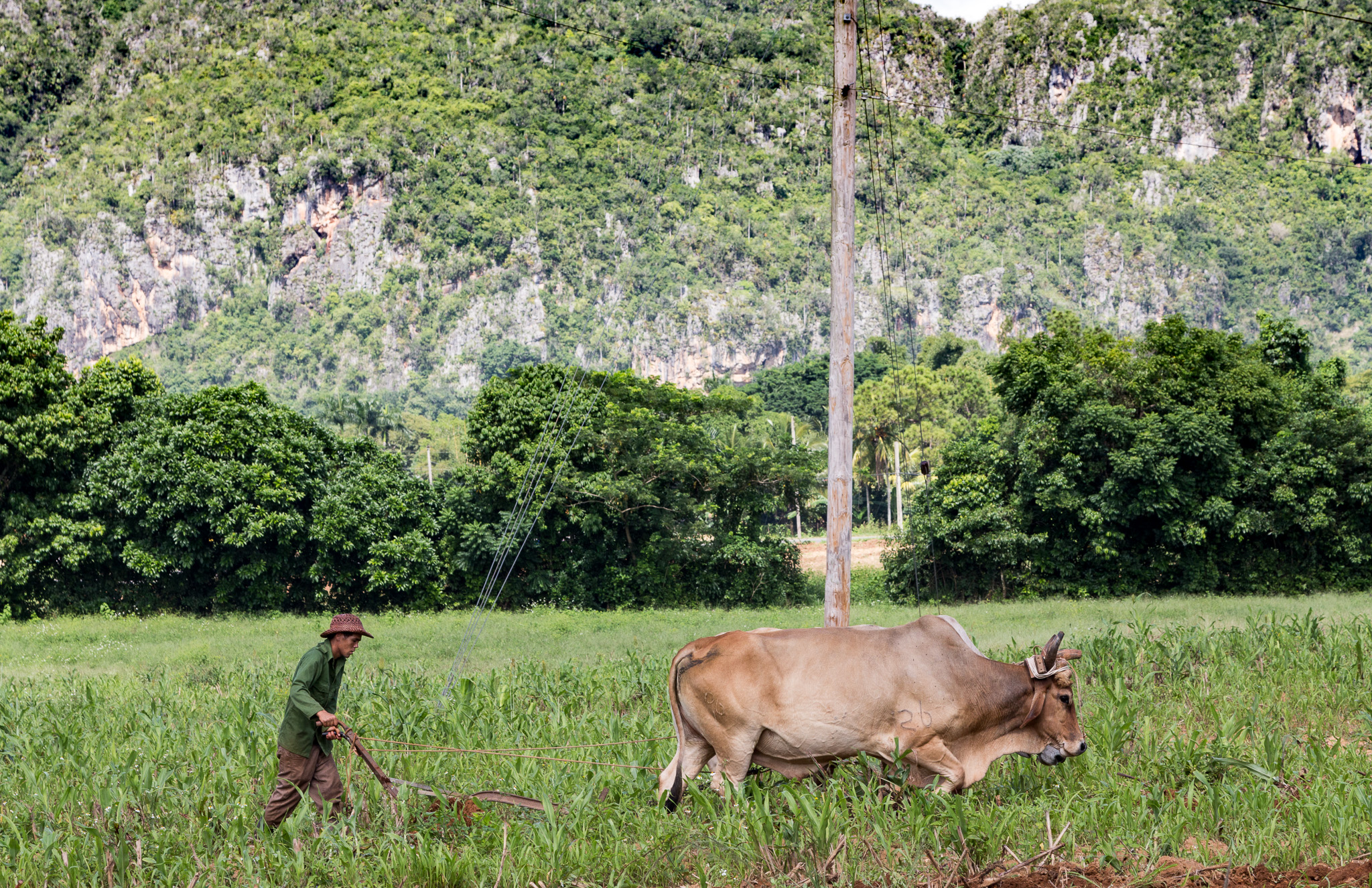 Mit dem Pflug bereitet ein Bauer das Feld für die Aussaat von Tabak vor. Viñales, Kuba